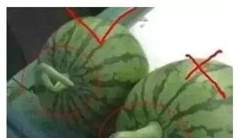 吃瓜好用小勺子,小勺子的奇妙食趣之旅