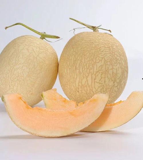 《吃瓜》文章新疆哈密瓜,甜蜜诱惑，瓜中珍品