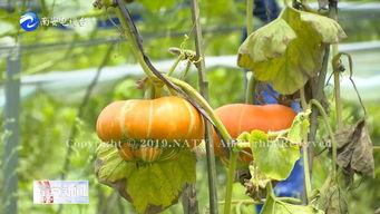 佛手树上的瓜可以吃吗,天然美味，健康养生之选