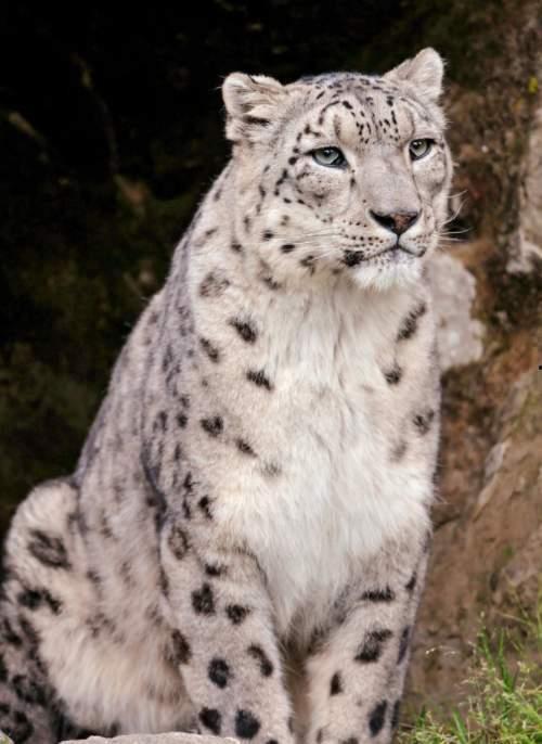 雪豹吃瓜少女,少女心萌动