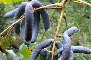 吃猫屎瓜水果,独特风味背后的神奇传说