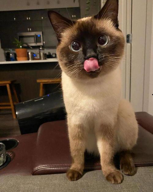 色猫吃瓜,揭秘娱乐圈的幕后故事