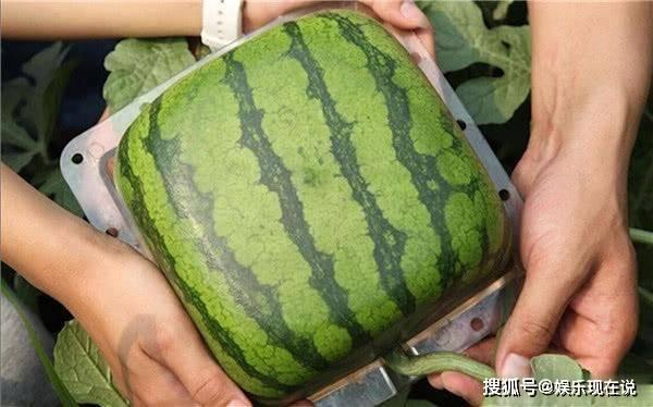 吃瓜看结果图片,图解结果背后的真相