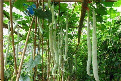 短蛇瓜怎么吃,探索美味与营养的完美结合