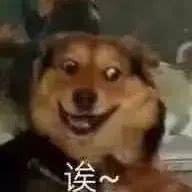 狗狗吃瓜表情,萌态百出，欢乐无限