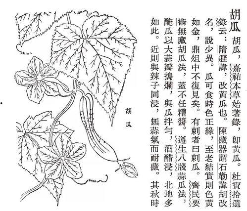 吃瓜古代意思,揭秘古代百姓的闲谈乐趣