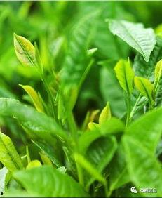 喝茶吃瓜赏雨,悠然夏日时光