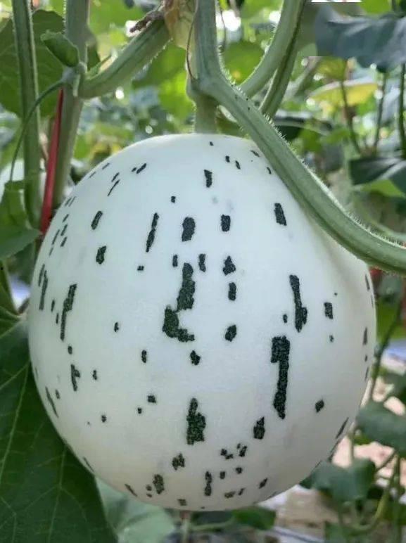 哪里吃瓜比较准,哪里吃瓜最准确，带你轻松掌握热点动态