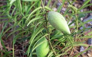 大瓜瓢怎么吃,解锁美味新体验