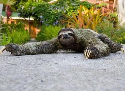 海口动物医院吃瓜,吃瓜群众见证宠物医疗新风尚