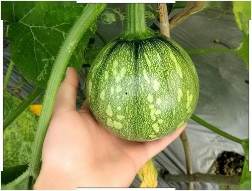 小晨晨吃瓜,小晨晨的瓜田奇遇记