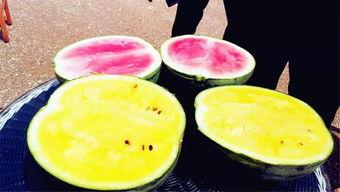 大月亮吃瓜图片大全,趣味图片大盘点