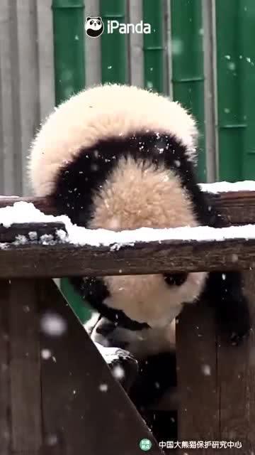 吃瓜小熊国乒,吃瓜小熊视角下的国乒风云录