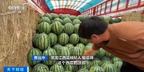 韶关毛师傅 吃瓜,揭秘吃瓜背后的趣味人生