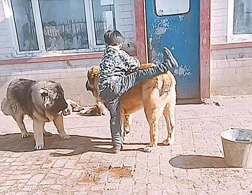 狗吃瓜 愣住,意外瞬间捕捉萌宠瞬间