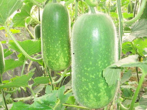 河北石家庄月下楼吃瓜,石家庄市民夏日休闲新风尚