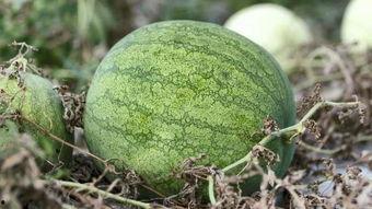 兰州 高校吃瓜,探寻校园里的“吃瓜”风情