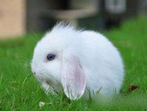 兔子吃毛瓜吗,探究兔子饮食习惯之谜