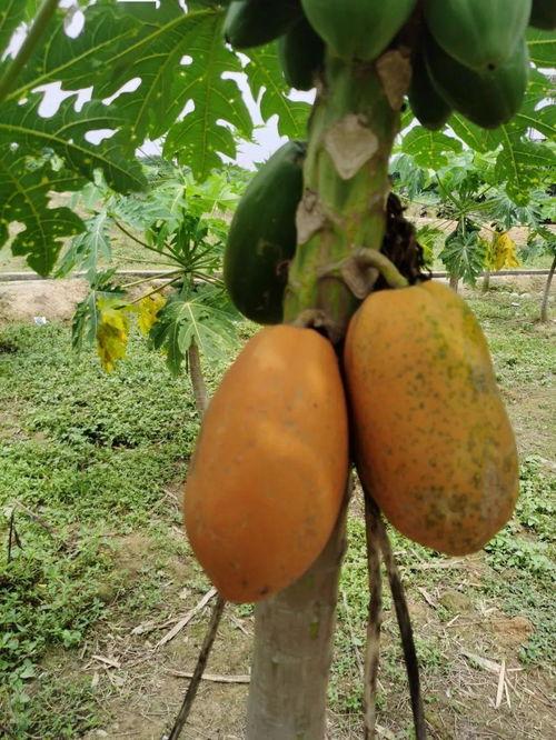 cc安静吃瓜,揭秘娱乐圈幕后故事