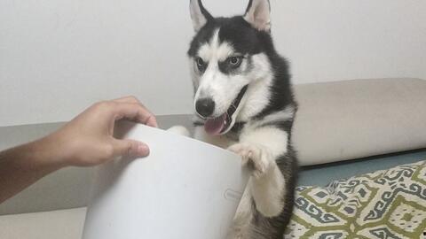 哈士奇可以吃哈密瓜吗,宠物饮食的甜蜜界限