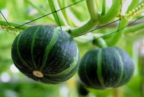 丰收瓜什么季节吃,秋季美食新体验