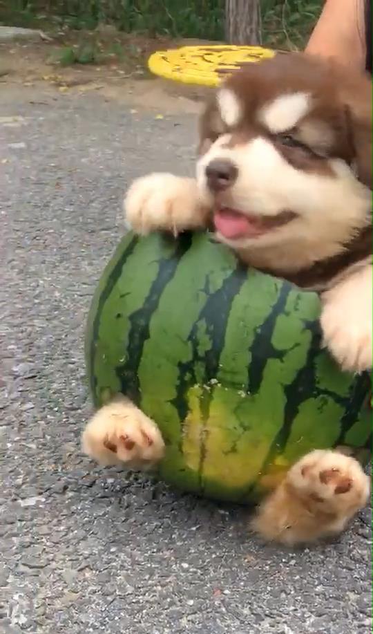 颜狗吃瓜,揭秘娱乐圈那些不为人知的幕后故事