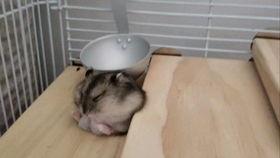 吃瓜的大胖视频